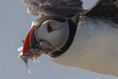 Maine’s puffin colonies recovering in the face of climate change